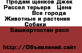 Продам щенков Джек Рассел терьера › Цена ­ 25 000 - Все города Животные и растения » Собаки   . Башкортостан респ.